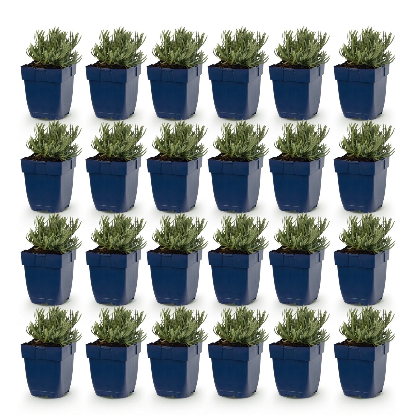 Vasteplant - Lavandula ang. Dwarf Blue - Lavendel - Geurend - Paars - 24 Planten - Pot 11cm - Hoogte 15-25cm