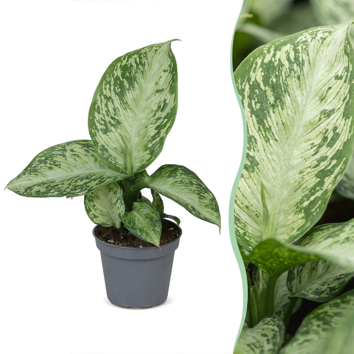 Dieffenbachia Snow - Dieffenbachia neve - Verde - Tropicale - Ø6cm - ↕15cm