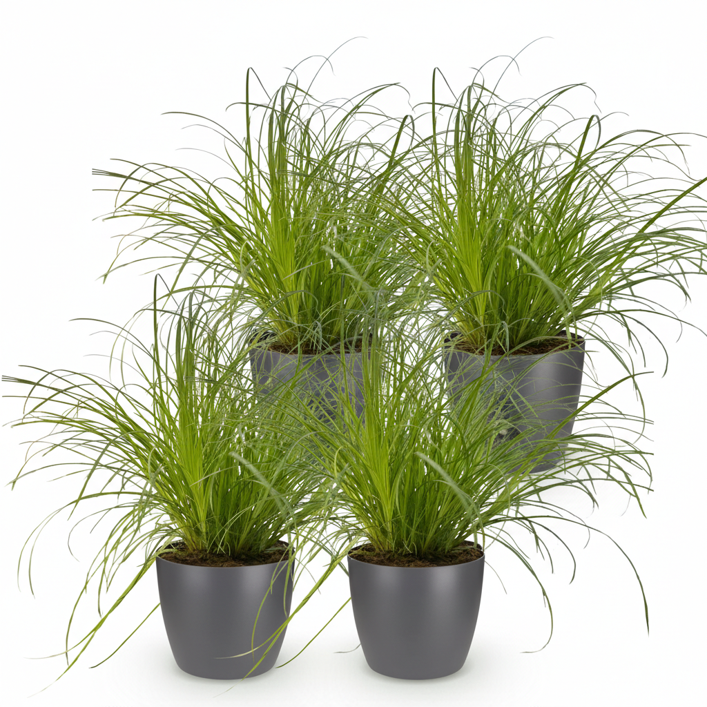 Green boutiQ - Houseplant - Cyperus alternifolius Zumula - Cat Plant - Pet-Friendly Plant - Green - 4 Plants - with Potter Grey - Pot 12cm - Height 20cm