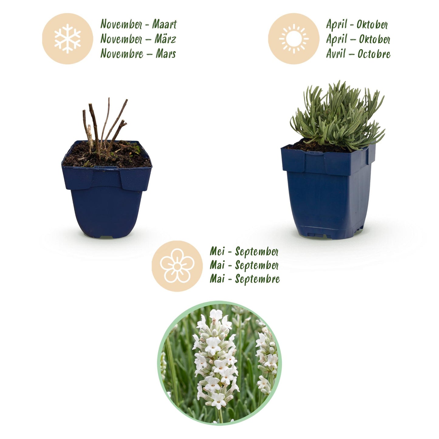 Vasteplant - Lavandula ang. Edelweiss - Lavendel - Geurend - Wit - 24 Planten - Pot 11cm - Hoogte 15-25cm