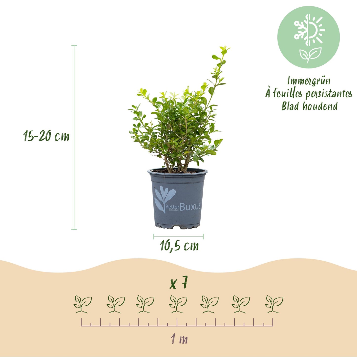 Green boutiQ - Buxus Hedge - BetterBuxus Babylon Beauty - Resistant to Boxwood Blight - 14 plants - 2 linear meter - pot 10.5cm height 25-30
