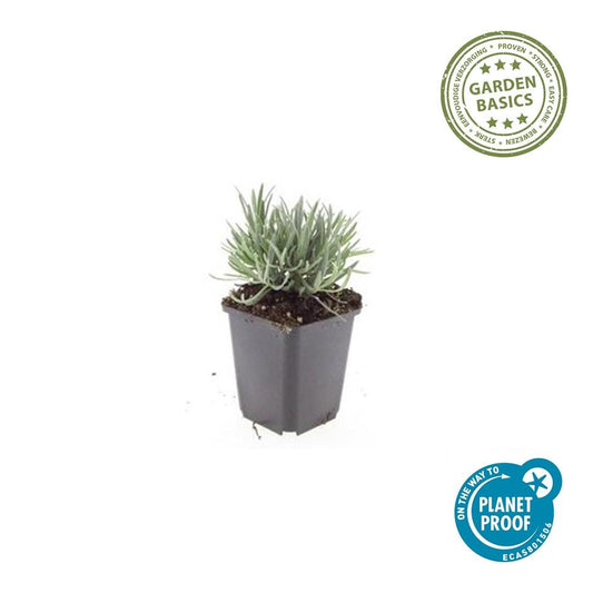 60x Lavandula int. 'Edelweiss' - ↕10-25cm - Ø9cm