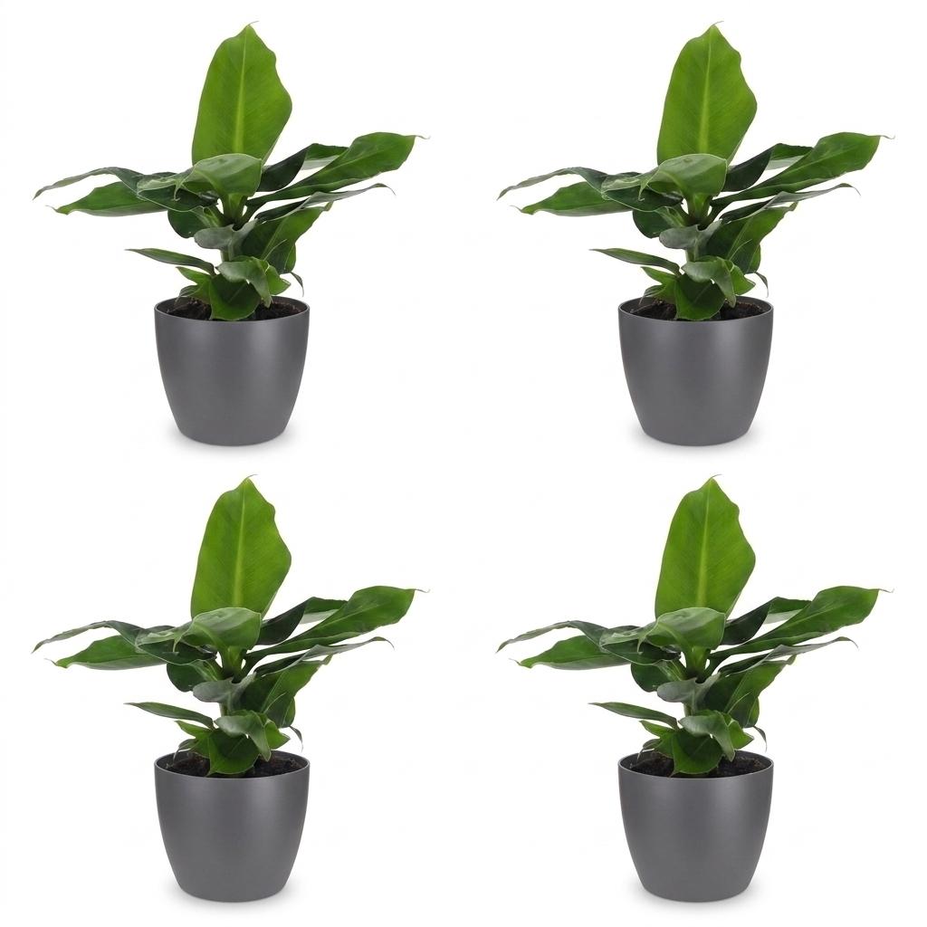 Green boutiQ - Musa Oriental Dwarf - Oriental Dwarf Banana - 4 Plants - with Grey Pot - Pot 12cm - Height 30cm