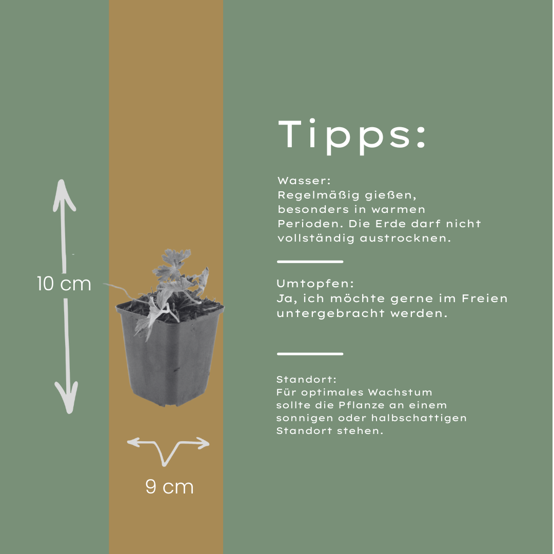 60x Geranium 'Azure Rush' - ↕10-25cm - Ø9cm
