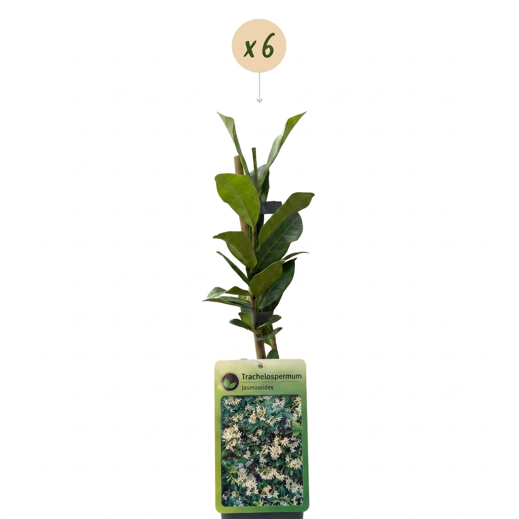 6x Trachelospermum jasminoides - Sterjasmijn - Wit - Klimplant - Ø9cm - ↕35cm