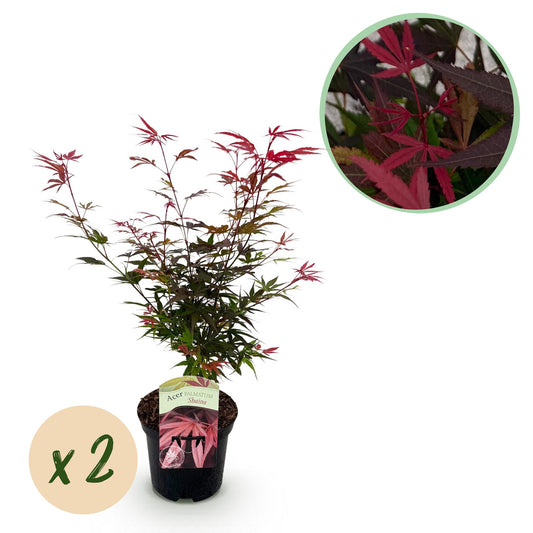 Green boutiQ - Pianta da terrazza - Acero giapponese - Acer palmatum Shaina - Rosso - 2 Piante - Decidua - Vaso 19 cm Altezza 70 cm
