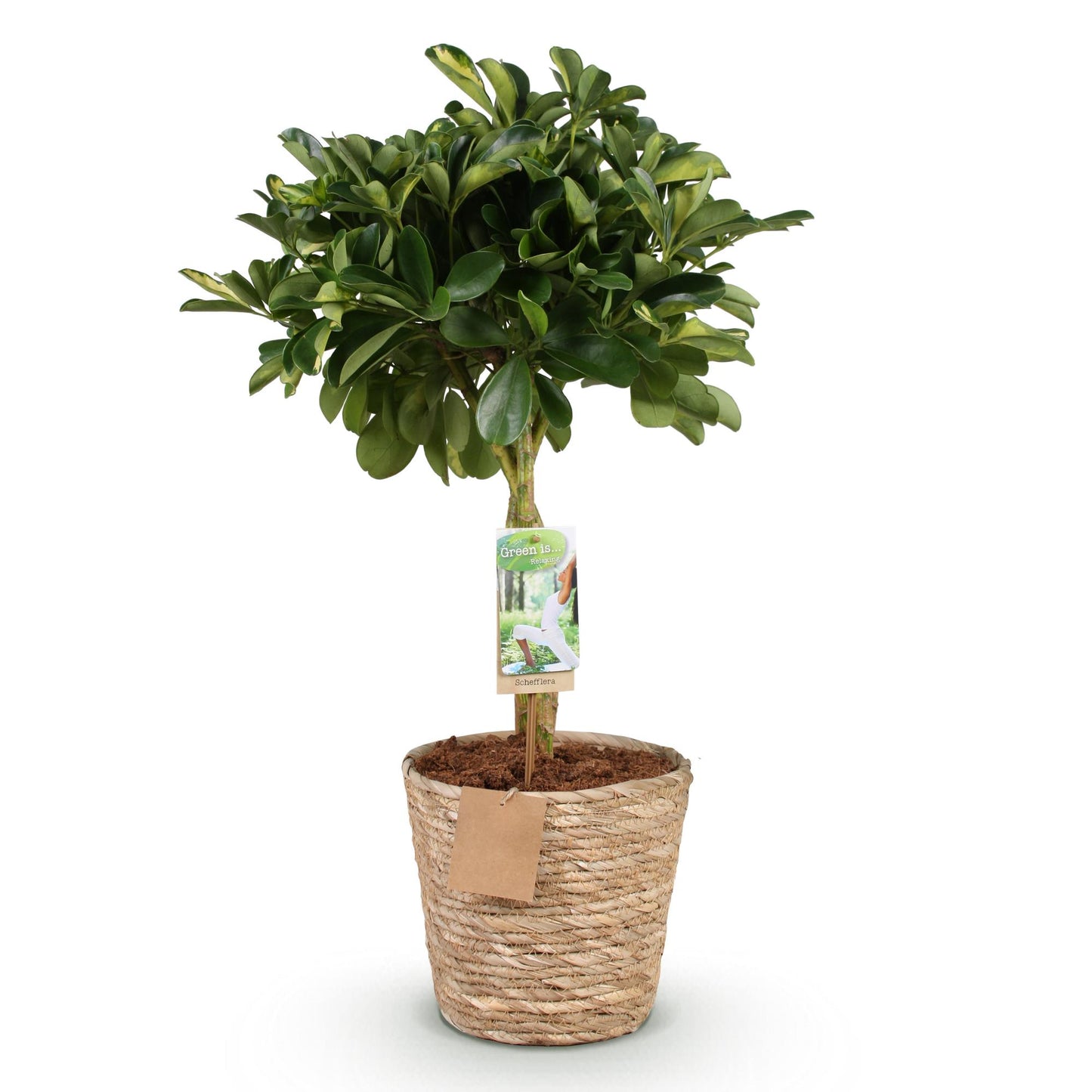 Green boutiQ - Green is… Houseplants - Schefflera Gold Capelle - Finger tree - Low maintenance - with basket - Green - gold - 1 Plant - Pot 21cm - Height 70-81cm