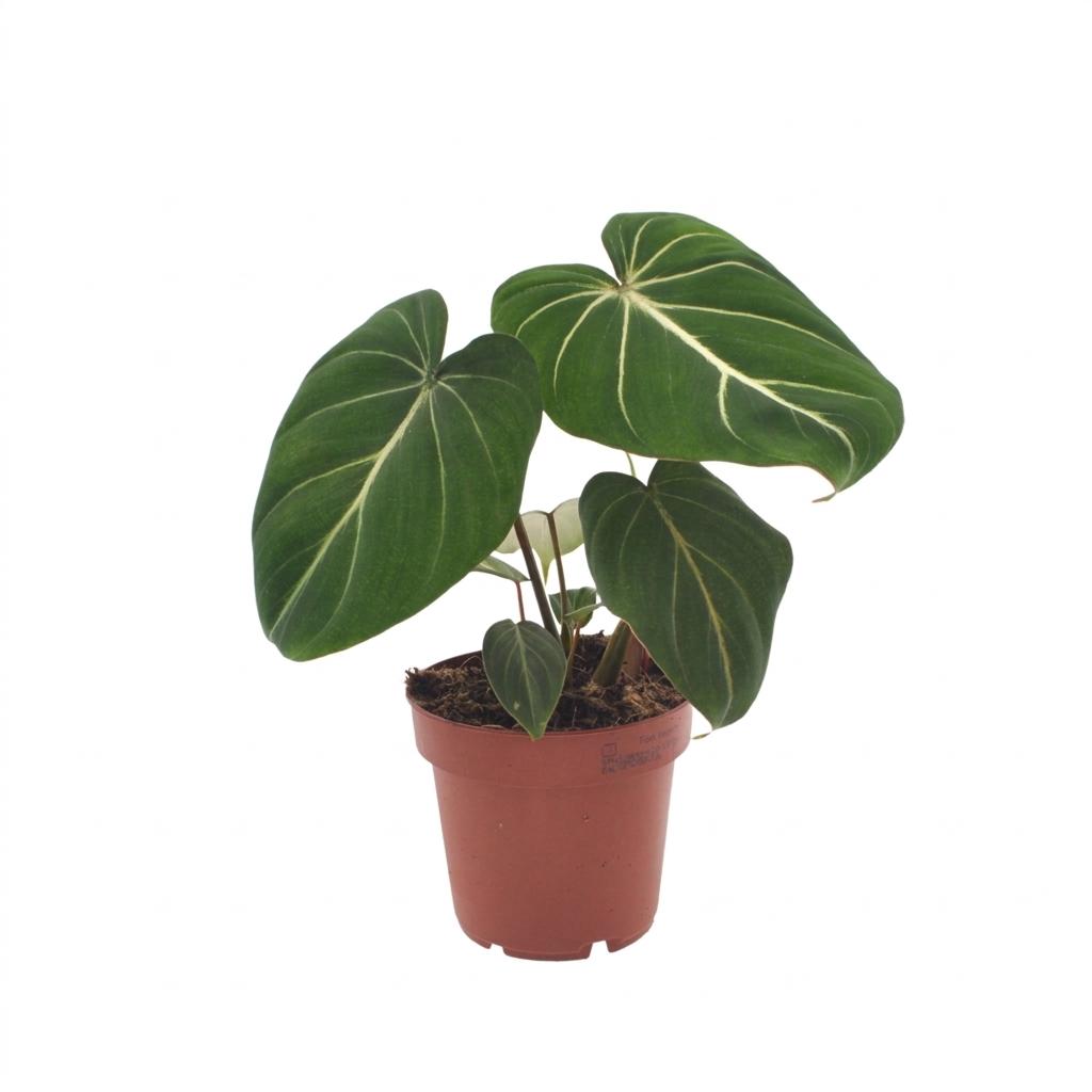Philodendron Gloriosum - Filodendro Glorioso - 1 Pianta - Vaso 12cm - Altezza - 25cm