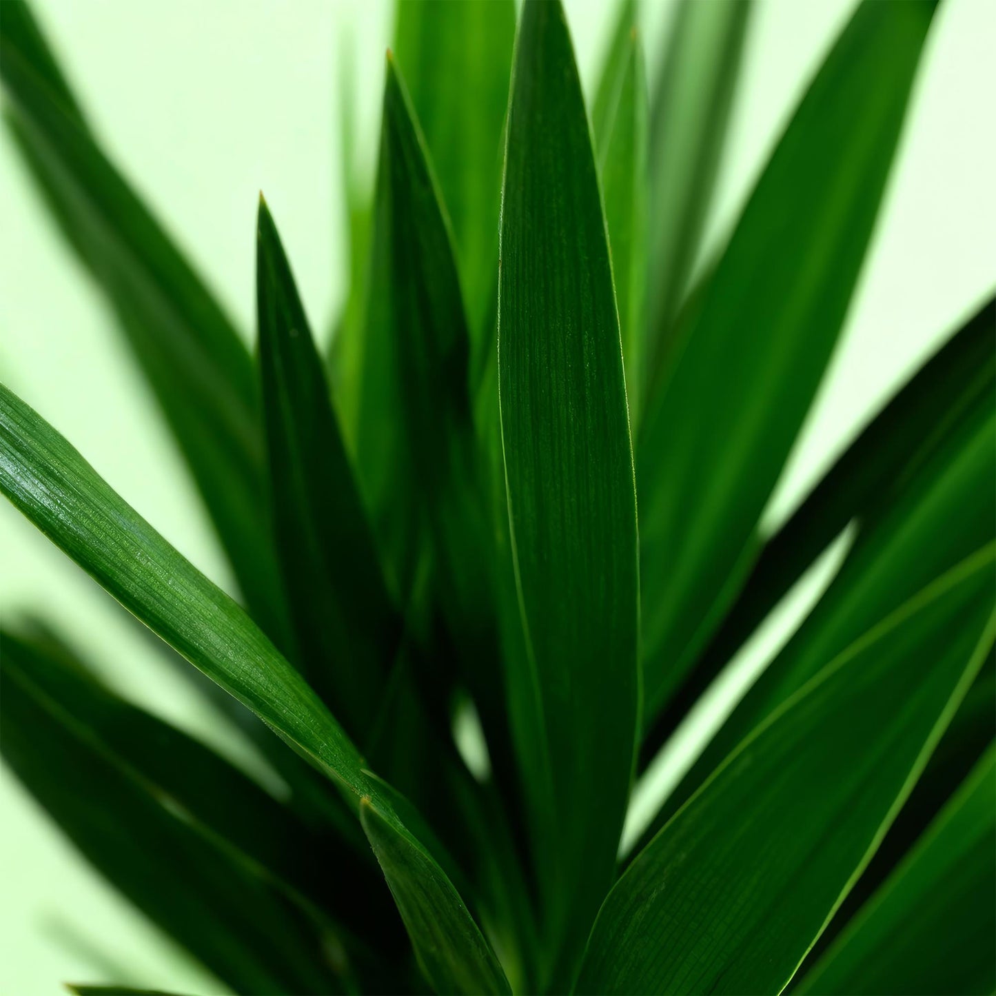 Green boutiQ - Houseplant - Yucca elephantipes - Yucca - Low maintenance - Green - 1 - Pot 19cm - Height 95cm