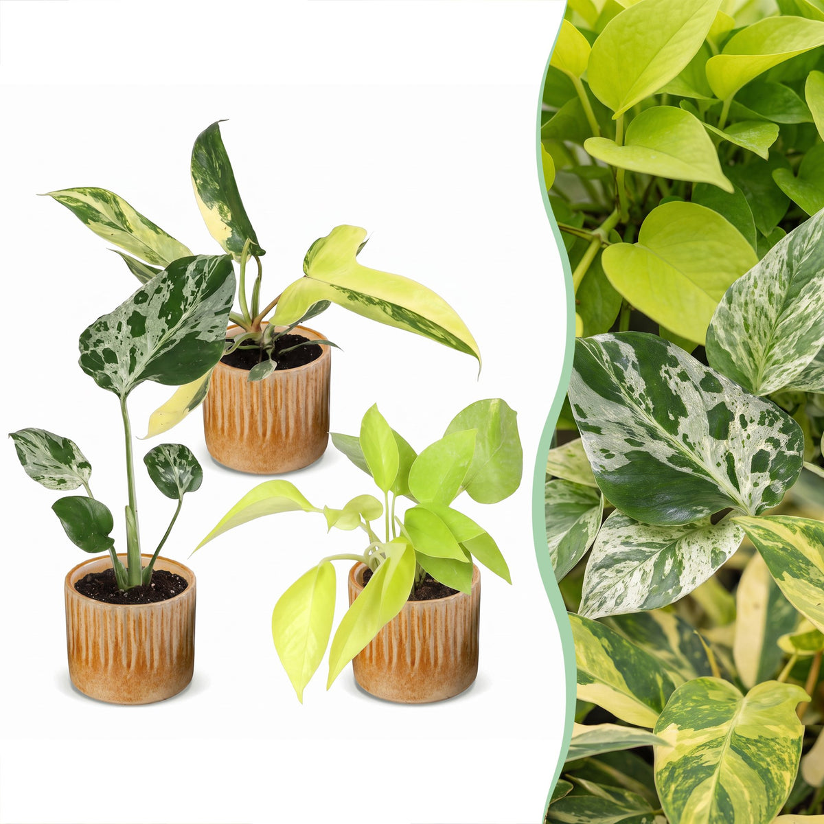 3x Baby Tropical Mix - Diversen - Tropisch - incl. Linnea Honey - Ø6cm - ↕10-15cm