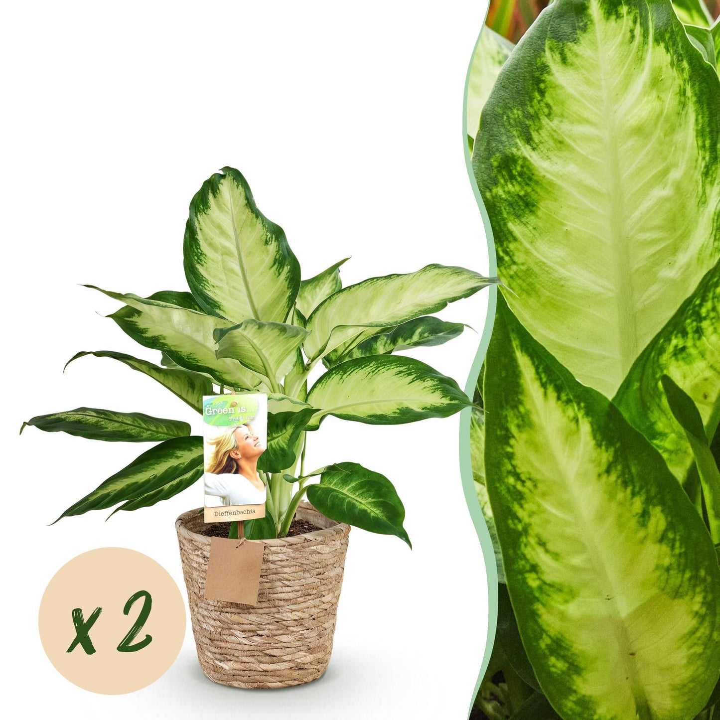Green BoutiQ - Green is... Houseplants - Diefenbachia Camilla - Dieffenbachia - Low maintenance - with basket - Green - 2 Plants - Pot 17cm - Height 45-50cm