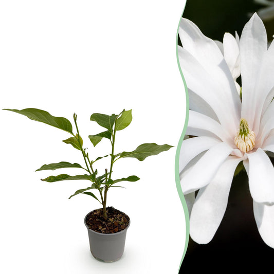 Garden Plant - Magnolia stellata Royal Star - White Flower - 1 Plant - Deciduous - Low Maintenance - Pot 12cm Height 30cm