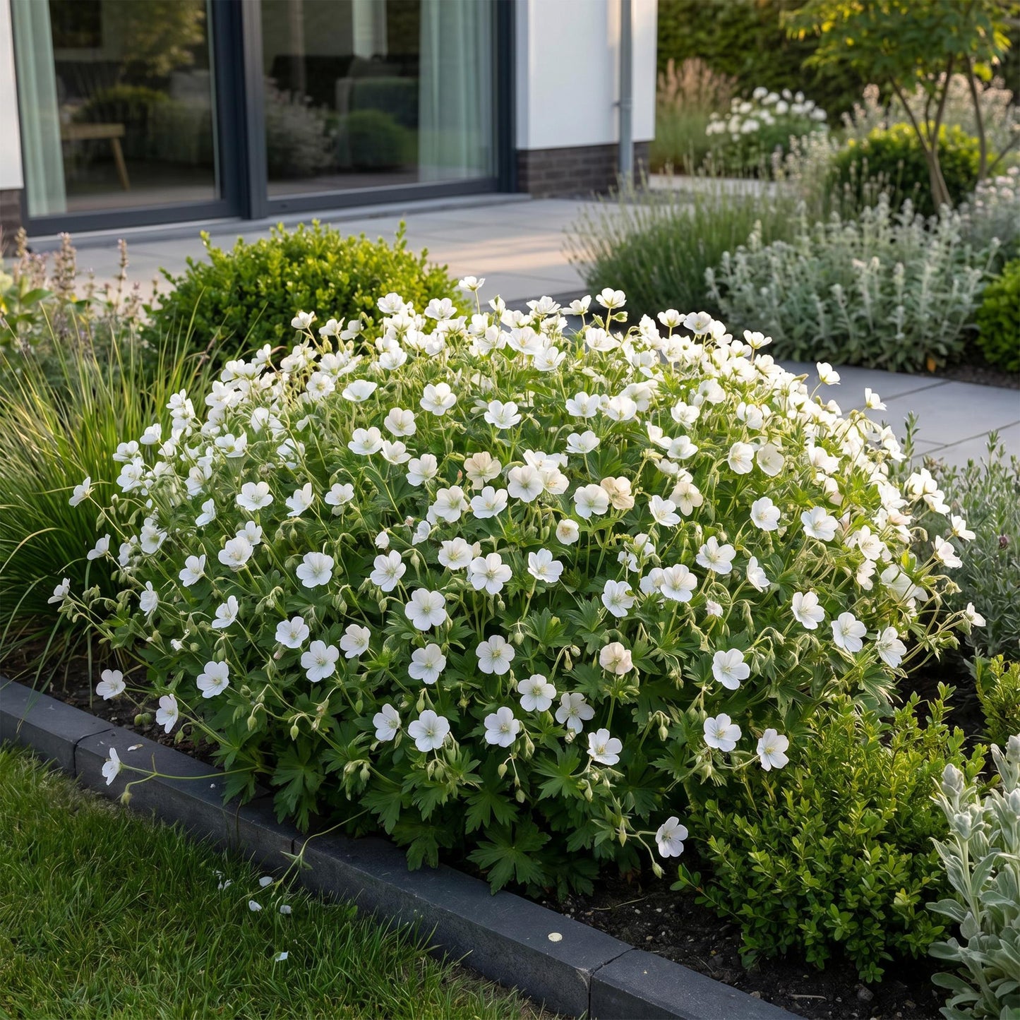 Perennial - Geranium sanguineum 'Album' - Bloody Cranesbill - Groundcover - White - 12 Plants - 11cm Pot - 15-25cm Height