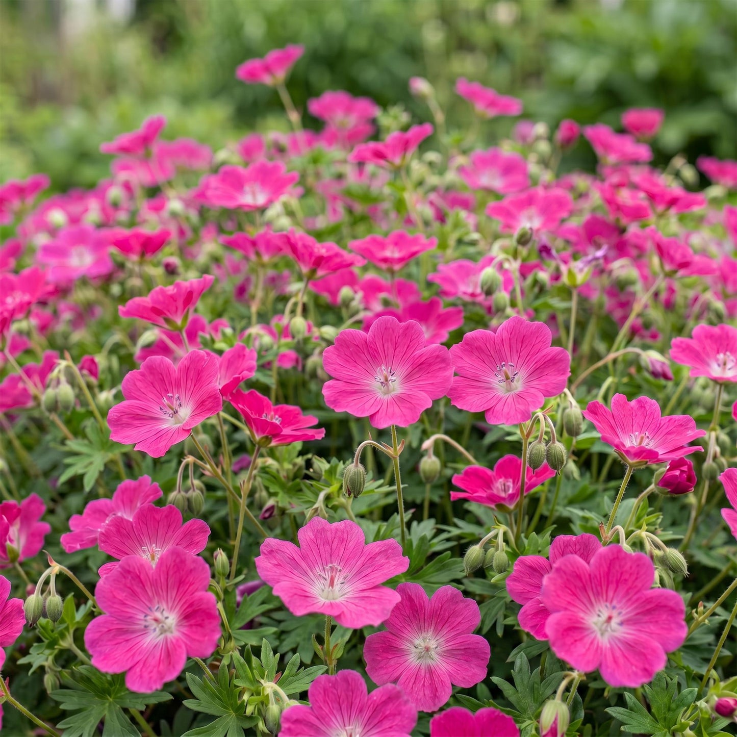 Vasteplant - Geranium sang. Max Frei - Ooievaarsbek - Bodembedekkend - Roze - 6 Planten - Pot 11cm - Hoogte 15-25cm