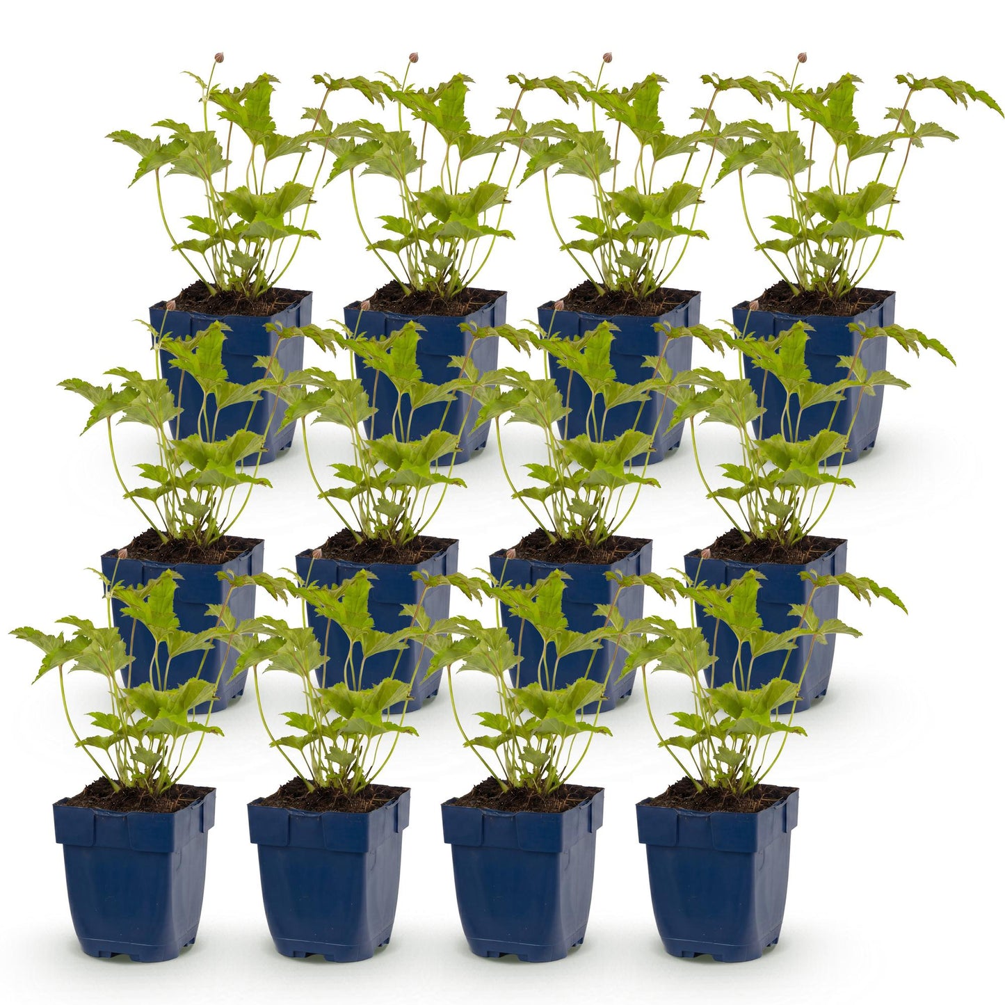 Green boutiQ - Plante vivace - Anemone hybr. Hon. Jobert - Anémone d'automne - Ombre - Blanc - 12 Plantes - Pot de 11 cm - Hauteur 15-25 cm