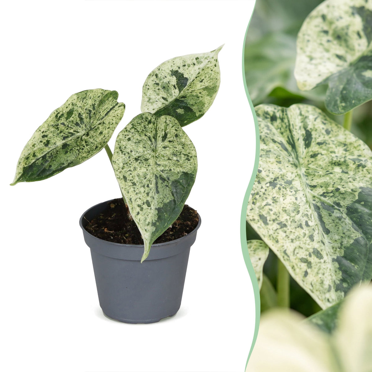 Alocasia Dragon Scale Mint Variegata - Alocasia Dragon Scale Mint Variegata - Groen - Variegata - Tropisch - Ø6cm - ↕12cm