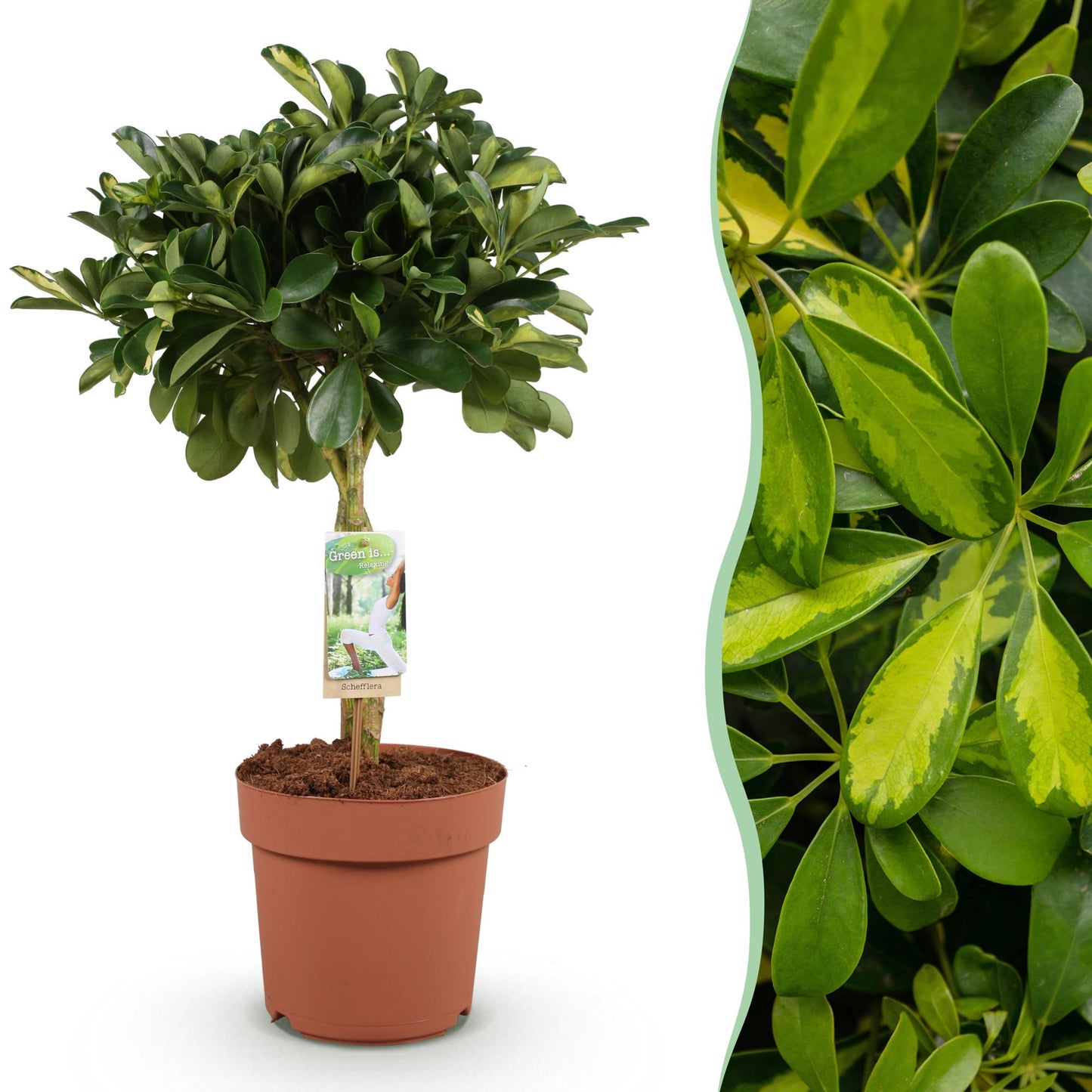 Green is... Houseplants - Schefflera Gold Capella - Dwarf Umbrella Tree - Low maintenance - Green - 1 Plant - Pot 21cm - Height 70-81cm