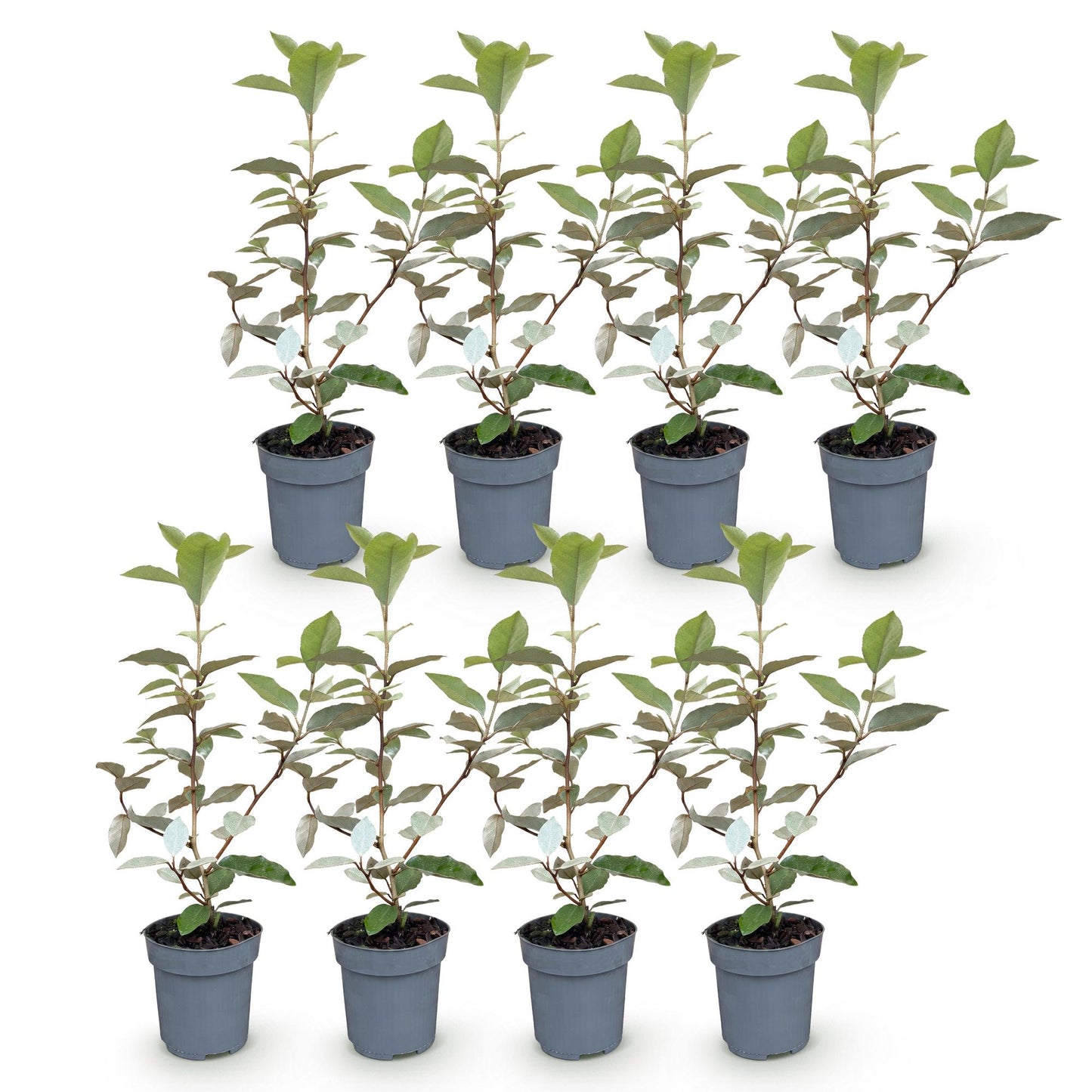 Green boutiQ - 8x Elaeagnus ebbingei Compacta - Oleaster - Hedge Plants - Evergreen - Grey - Pot 9cm - Height 25-35cm