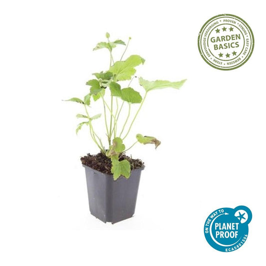 60x Anemone ibrido 'Honorine Jobert' - ↕10-25cm - Ø9cm