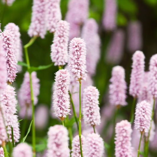 60x Persicaria a. 'Alba' - ↕10-25cm - Ø9cm