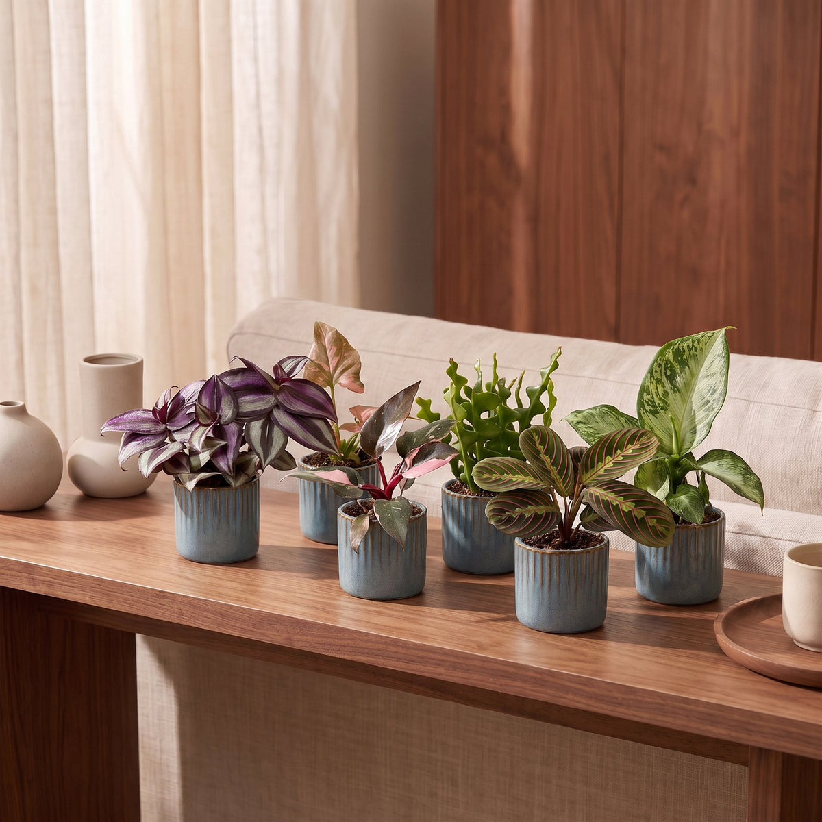 6x Baby Plants Surprise Box - Assorted small plants - Tropical - incl. Linnea Misty Blue - Ø6cm - ↕5-15cm