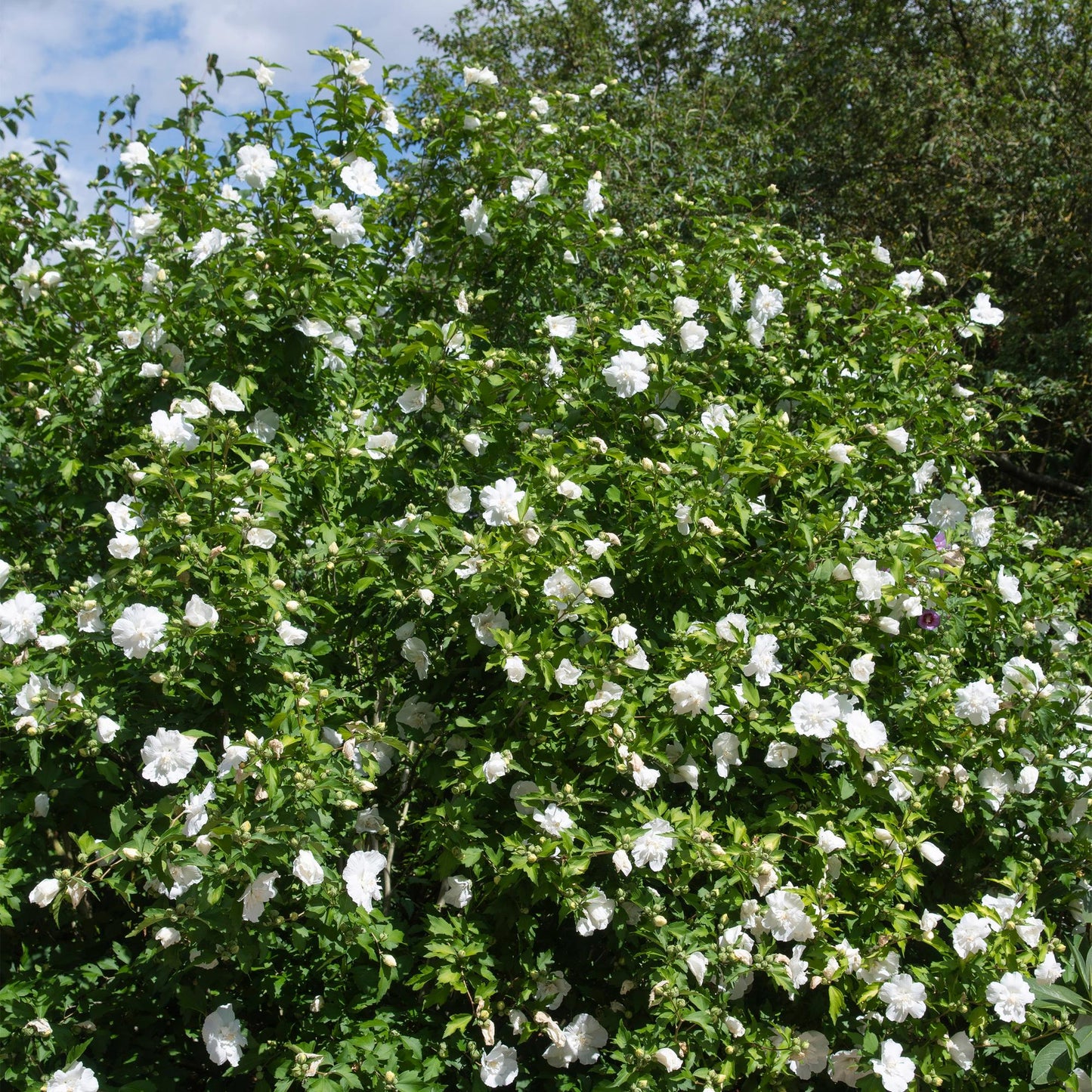 Green boutiQ - Plant op Stam - Hibiscus syriacus White Chiffon® - Terras Plant - Bladverliezend - Winterhard - Witte Bloem - Pot 19cm Hoogte 90cm
