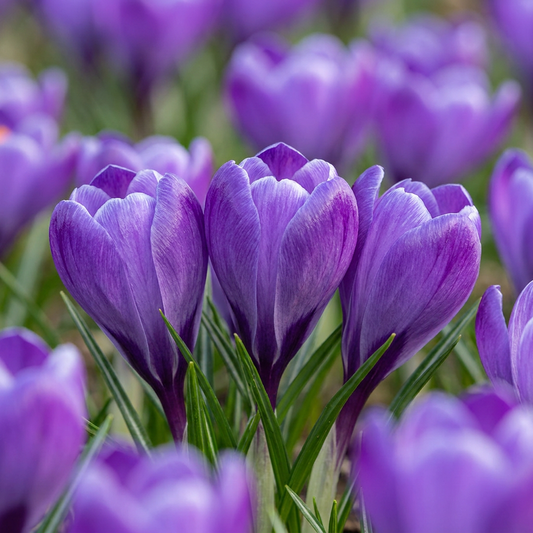 240x Crocus Blue - Blue Crocus - Blue - Naturalizing Bulb - Bulb size 7/8