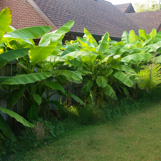 Green boutiQ - Fruitplant - Bananen plant - Musa Basjoo - Winterhard - 6 planten - Pot 17cm Hoogte 40cm