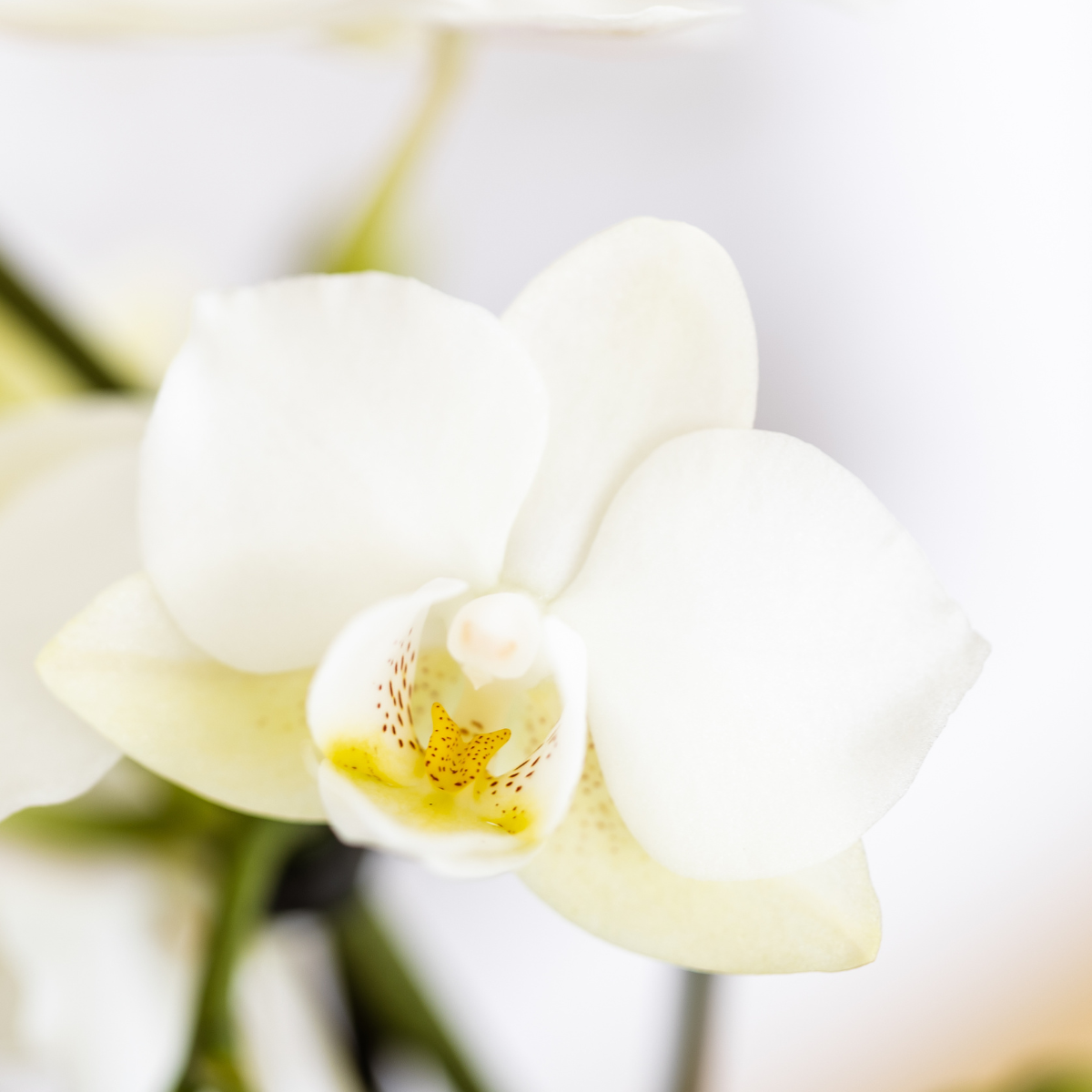 Kolibri Company | Plant set Mediterranean Sunset | White Phalaenopsis Orchid Lausanne and Succulents incl. ceramic decorative pots