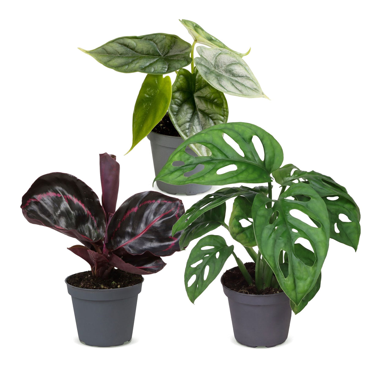 3x Baby Jungle Mix - Diversen - Tropisch - Ø6cm - ↕10-15cm