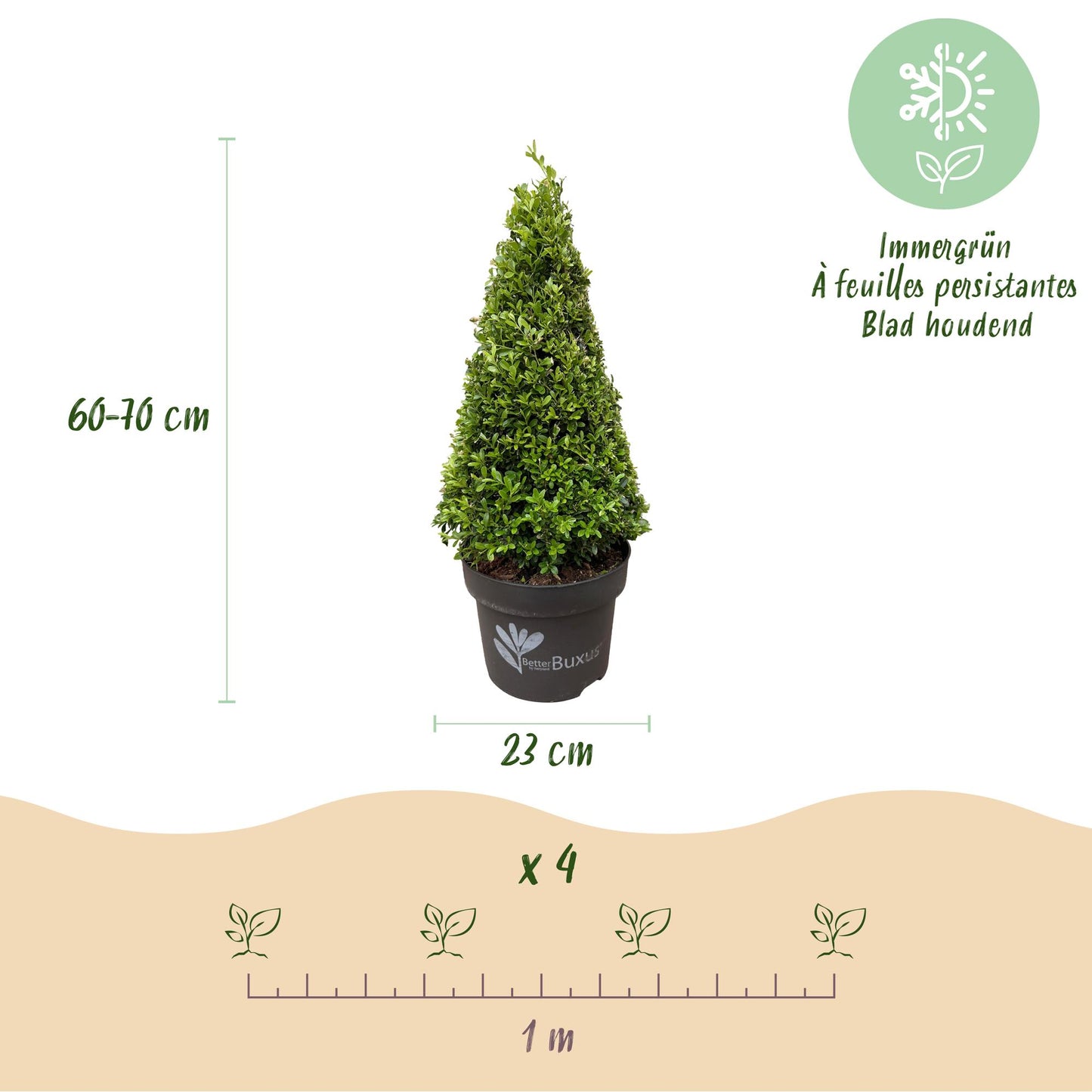 Buxus Pyramid - BetterBuxus Skylight - Resistant to Box Blight - 2 Plants - Pot 23cm Height 60-70cm