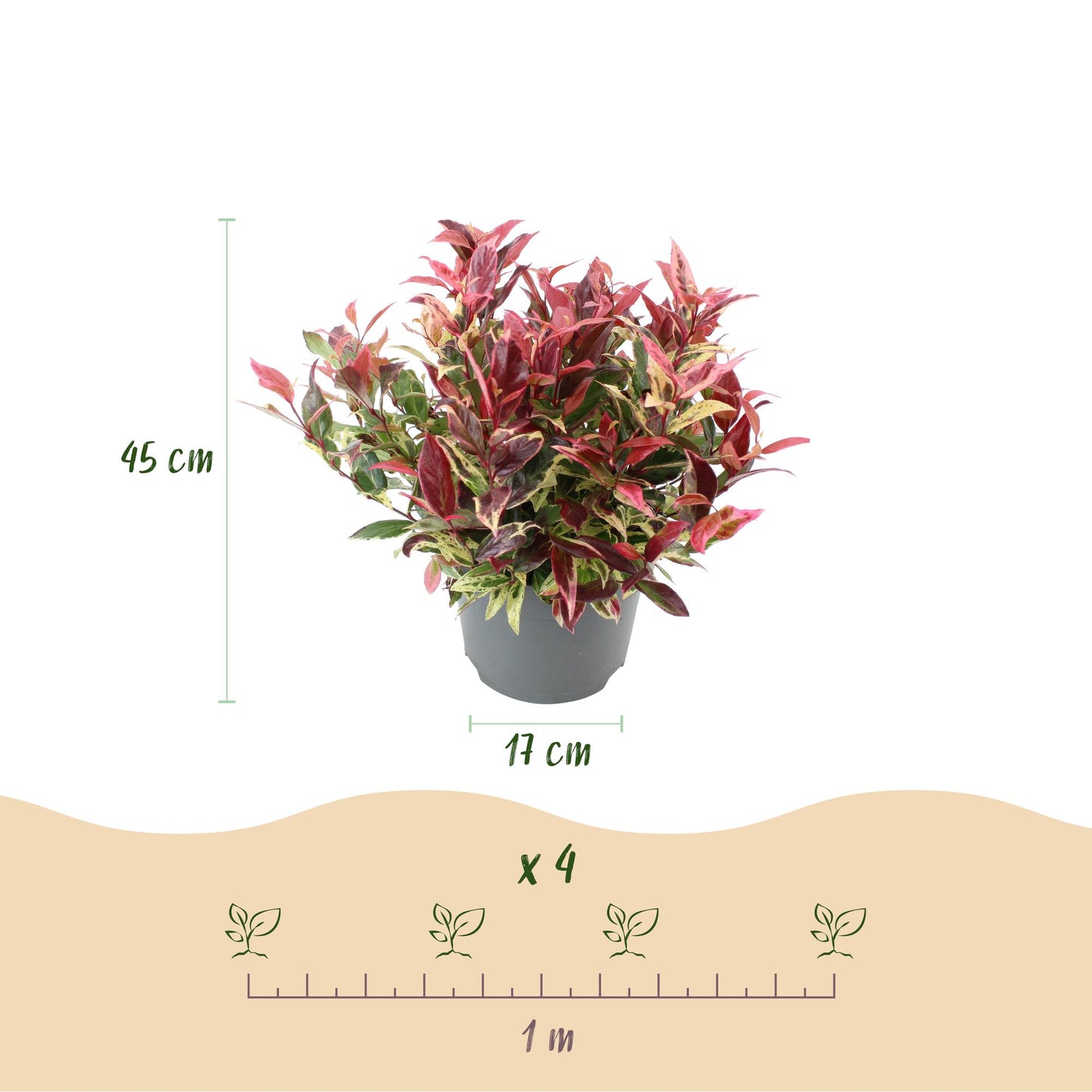 Garden Plant - Leucothoe Colour Diamond - Variegated - 1 Plant - Evergreen - Low Maintenance - Pot 17cm Height 45cm
