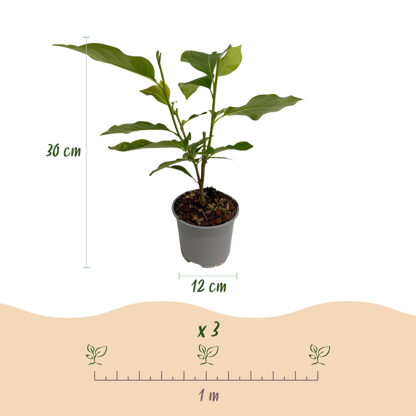 Pianta da giardino - Magnolia George Henry Kern - Fiore Rosa - 1 Pianta - Caducifolia - Poca manutenzione - Vaso 12cm Altezza 30cm