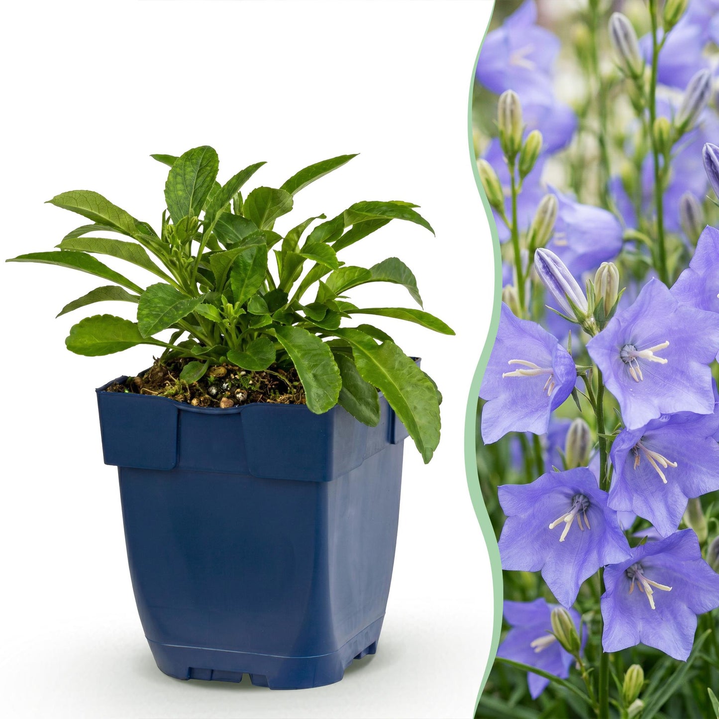 Green boutiQ - Plante vivace - Campanula persicifolia - Campanule à feuilles de pêcher - Attire les abeilles et les papillons - Bleu - 6 Plantes - Pot 11cm - Hauteur 15-25cm