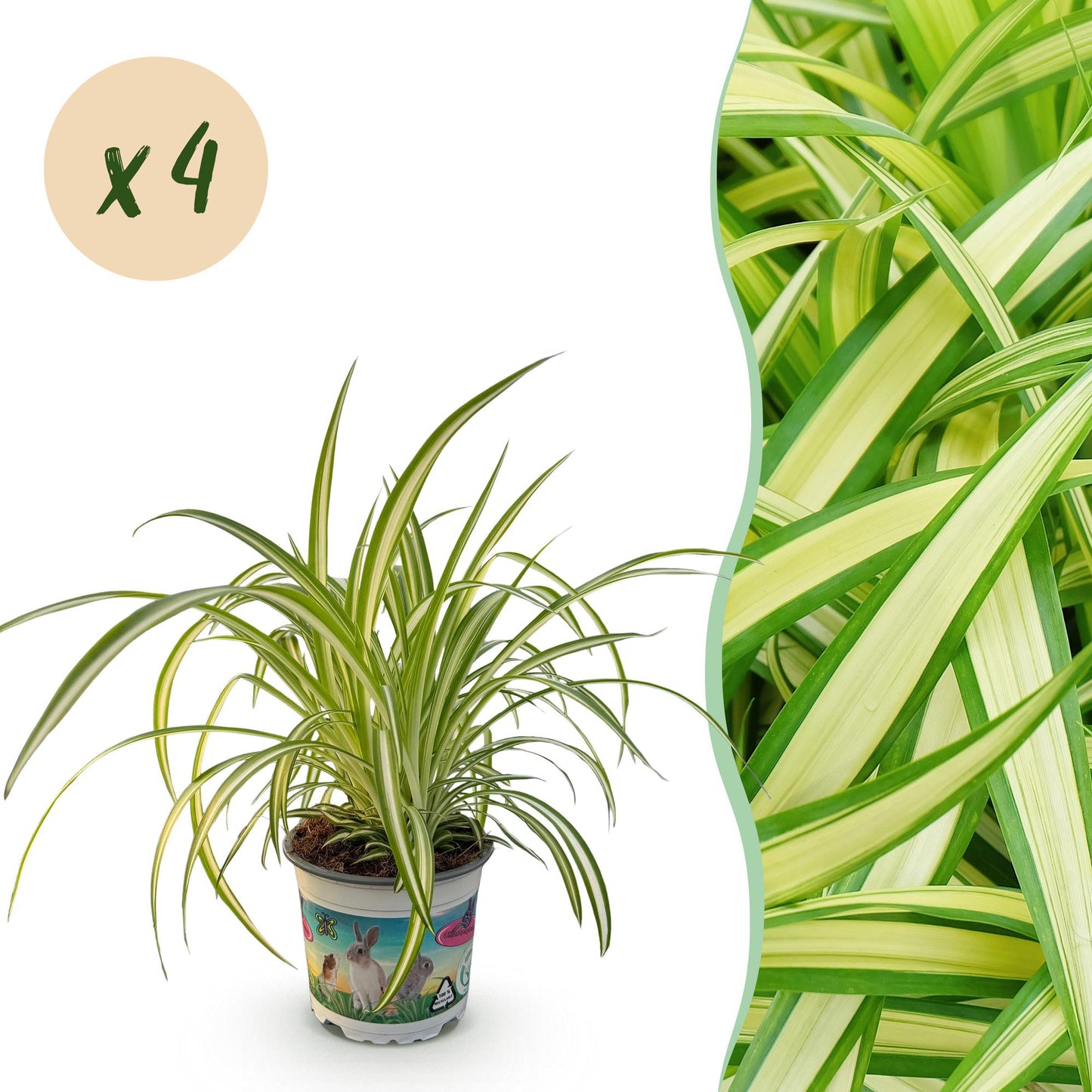 Green boutiQ - Houseplant - Chlorophytum comosum Variegatum - Cat Grass - Pet-Friendly - Colorful - 4 Plants - 12cm Pot - Height 25-30cm