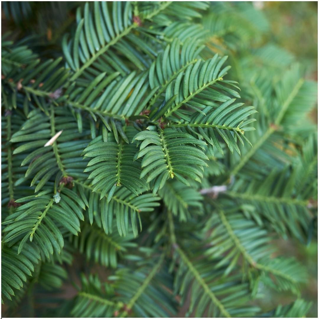 Plants By Frank - 1 meter Yew hedge - Taxus baccata - Set of 6 hardy hedge plants - Evergreen hedge - Delivered freshly from the grower