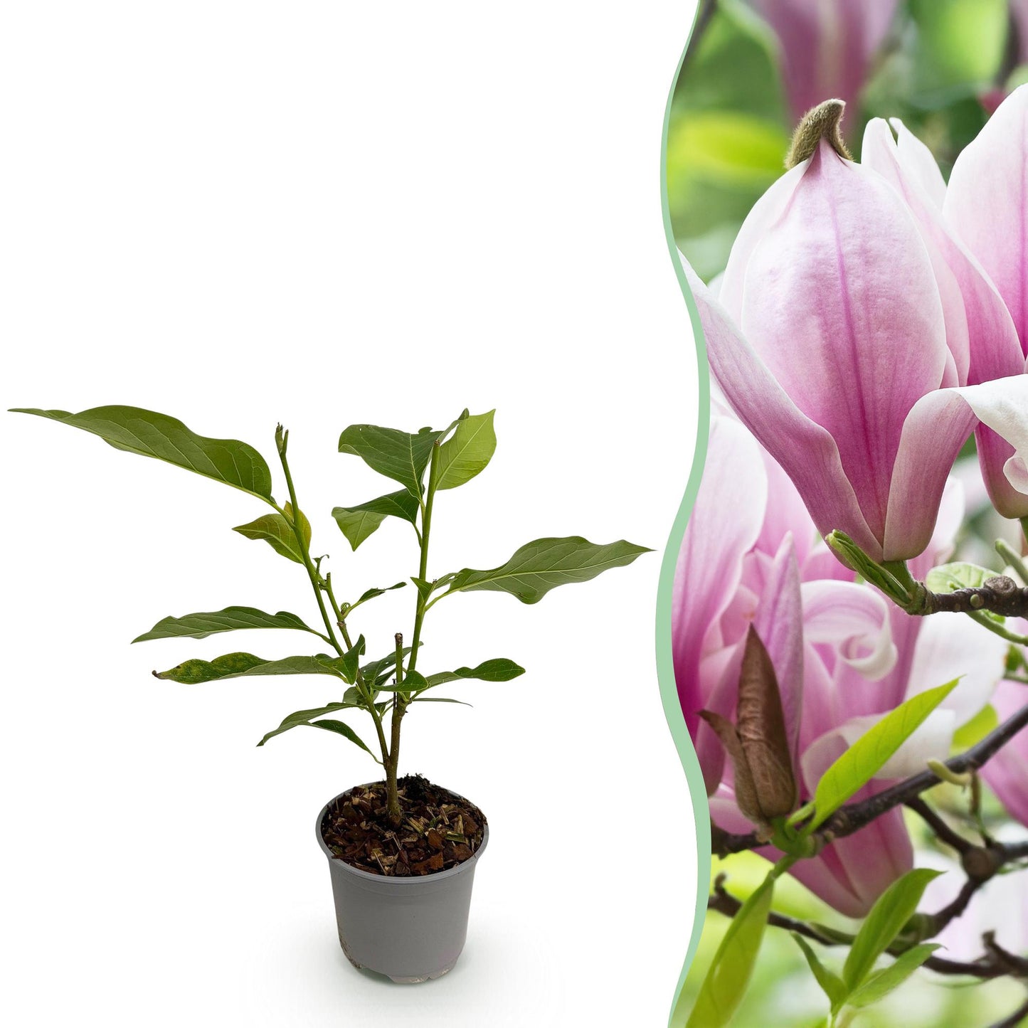 Pianta da giardino - Magnolia George Henry Kern - Fiore Rosa - 1 Pianta - Caducifolia - Poca manutenzione - Vaso 12cm Altezza 30cm