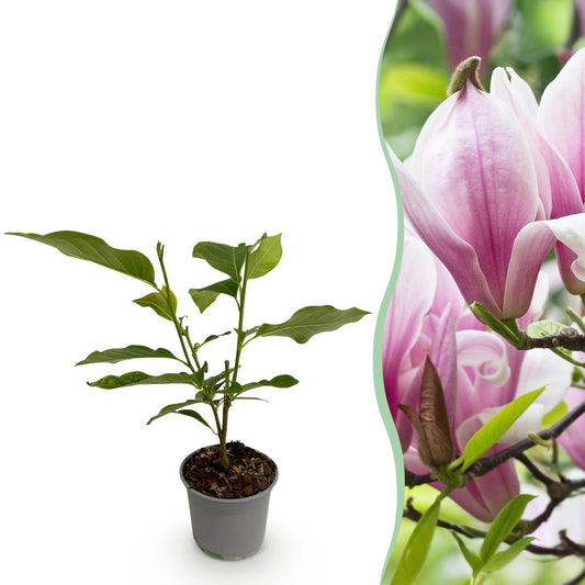 Garden Plant - Magnolia George Henry Kern - Flower Pink - 1 Plant - Deciduous - Low Maintenance - Pot 12cm Height 30cm