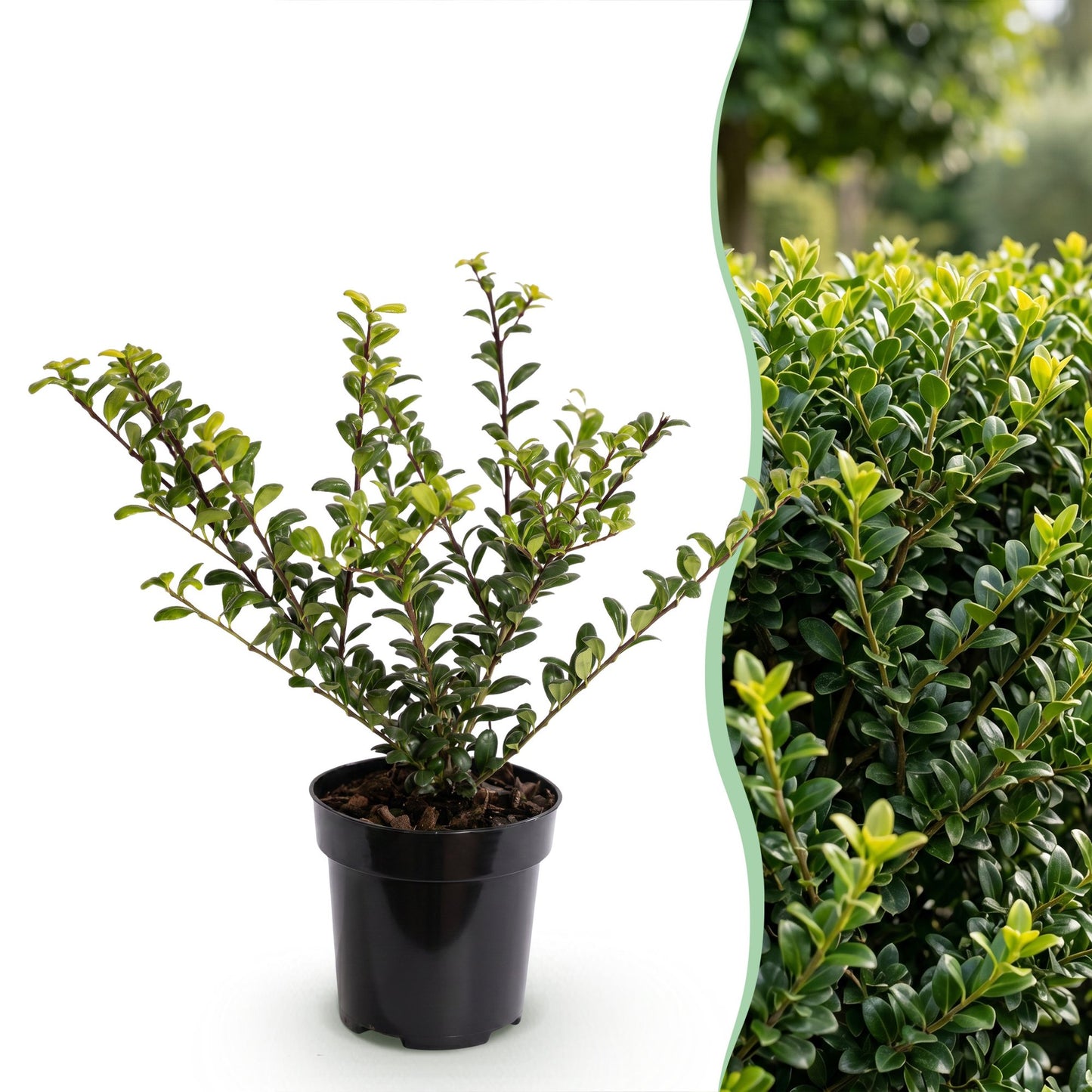 24x Ilex crenata 'Convexa' - Japanese Holly - Hedging Plants - Evergreen - Green - 9cm Pot - Height 20-30cm