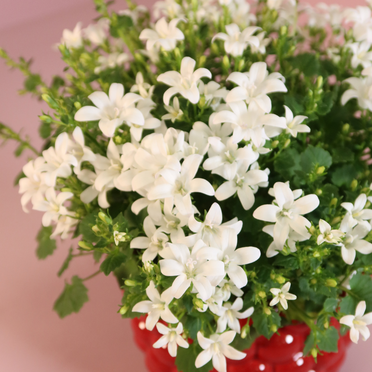 2x Campanula Addenda Ambella White in vasi ornamentali Berry - dimensione vaso 12 cm - pianta perenne - resistente al freddo