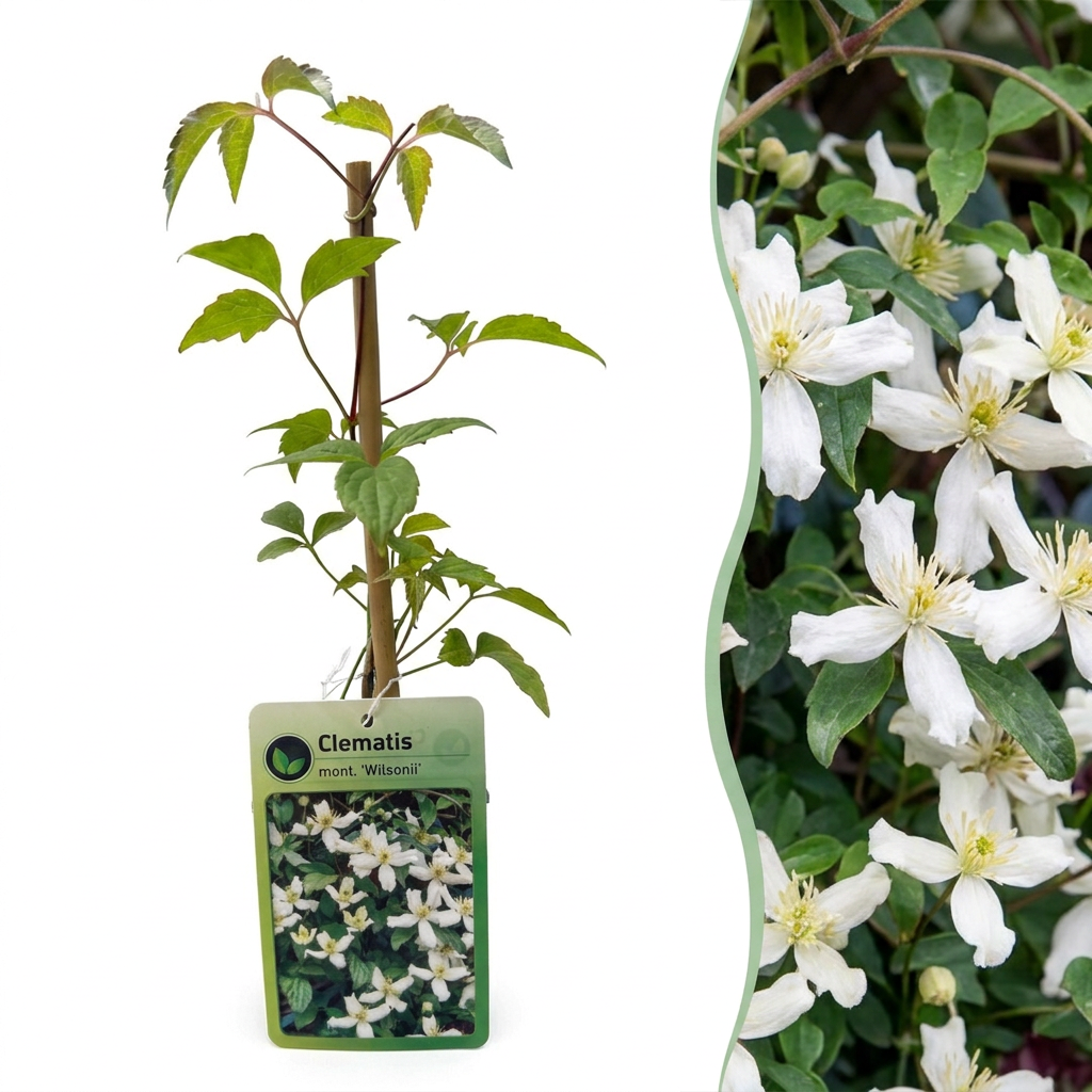 6x Clematis mont. 'Wilsonii' - Bergclematis - Wit - Klimplant - Ø9cm - ↕35cm