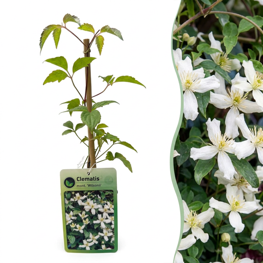 6x Clematis mont. 'Wilsonii' - Berg-Waldrebe - Weiß - Kletterpflanze - Ø9cm - ↕35cm