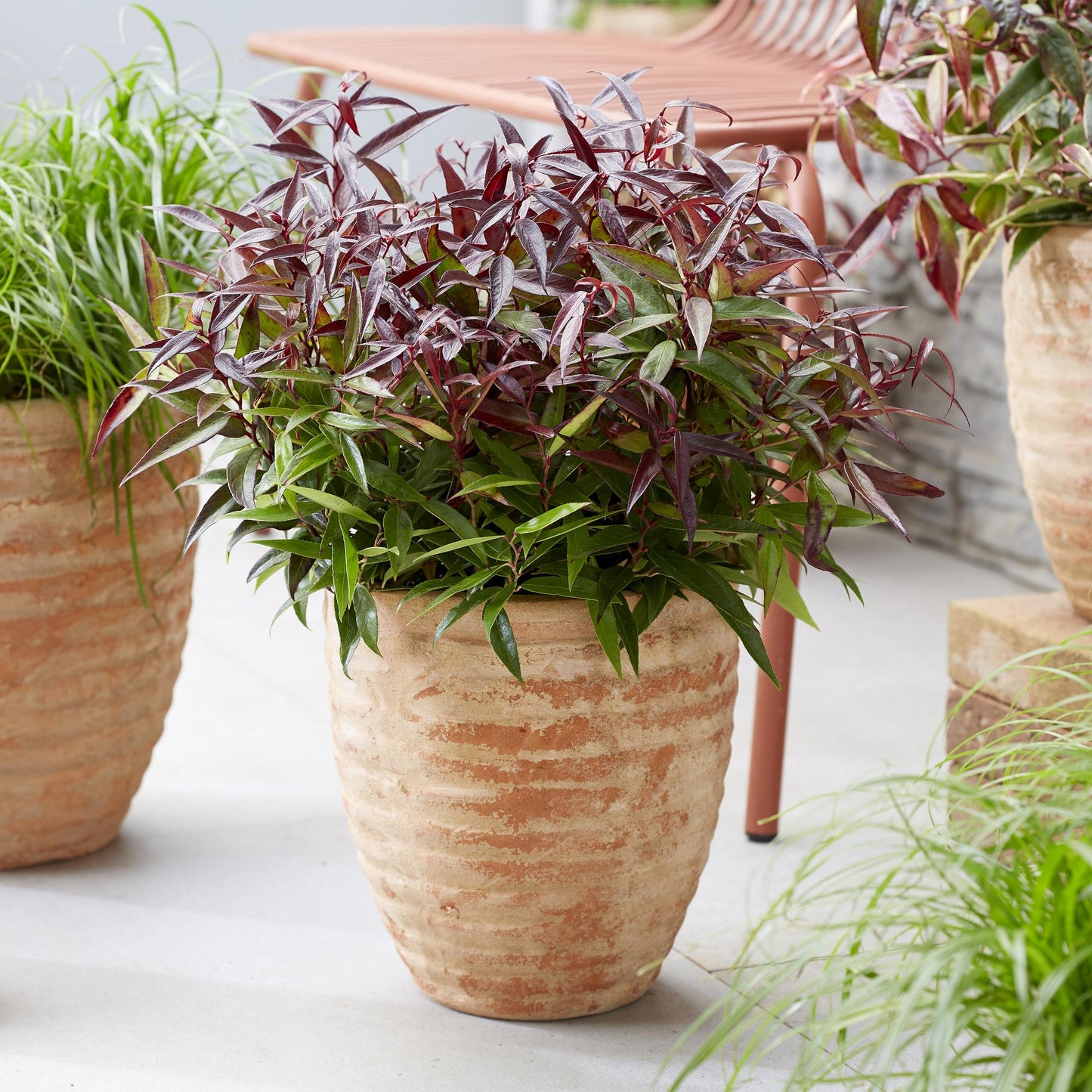 Pianta da giardino - Leucothoe Burning Love - Rosso - 1 Pianta - Sempreverde - Poca manutenzione - Vaso 17cm Altezza 45cm