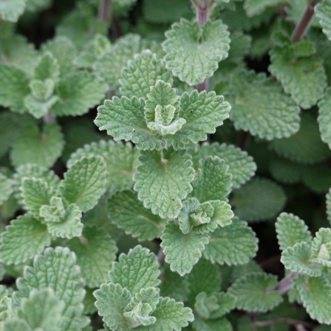 48x Calamintha n. nepeta - ↕10-25cm - Ø9cm