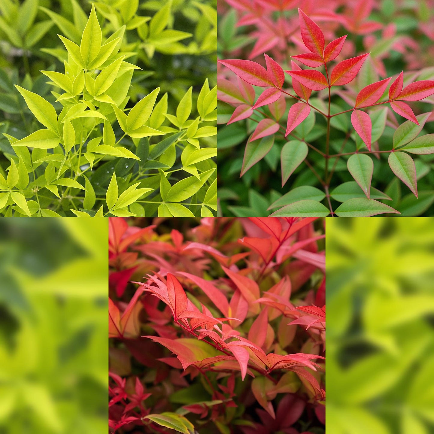 Green boutiQ - Pianta da giardino - Nandina tricolore - Giallo, rosso e arancione - 3 piante - Sempreverde - Bassa manutenzione - Vaso 17 cm Altezza 45 cm