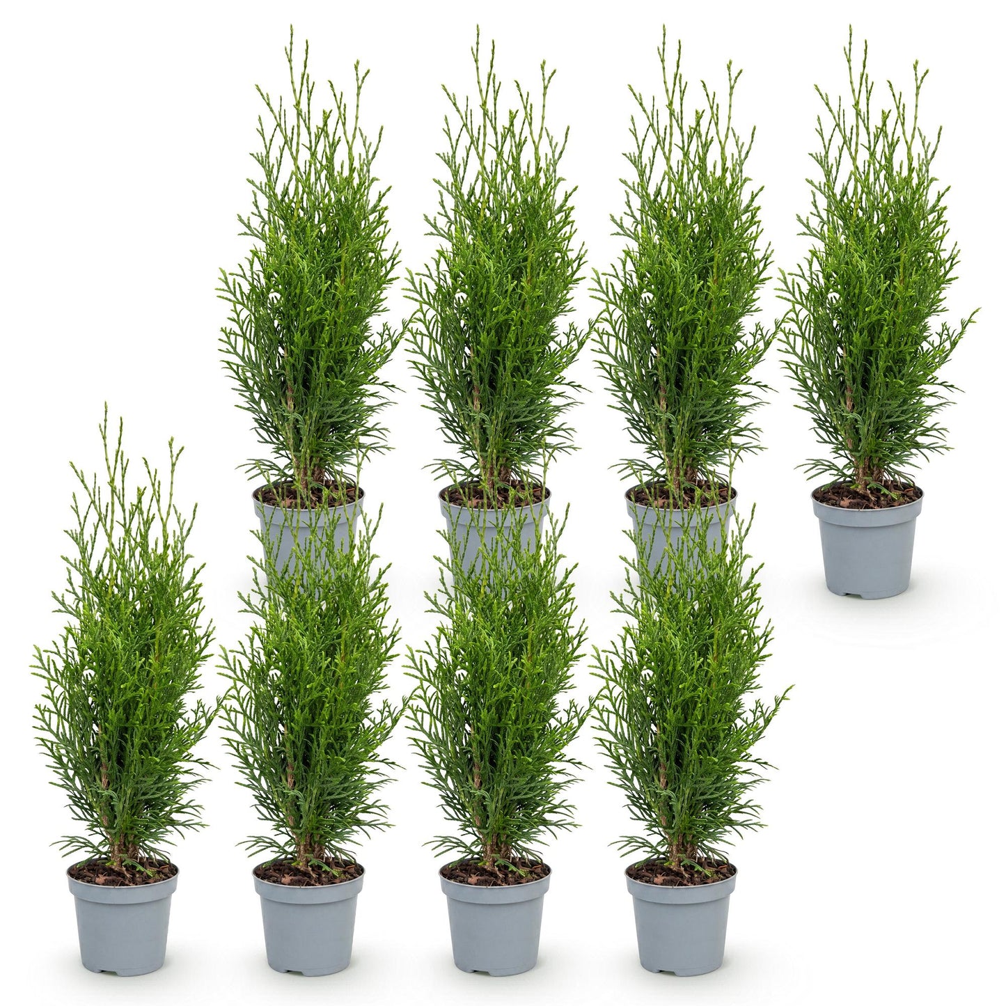Green boutiQ - 8x Thuja occidentalis Smaragd - Arborvitae - Hedge Plants - Evergreen - Green - 9cm Pot - Height 20-30cm