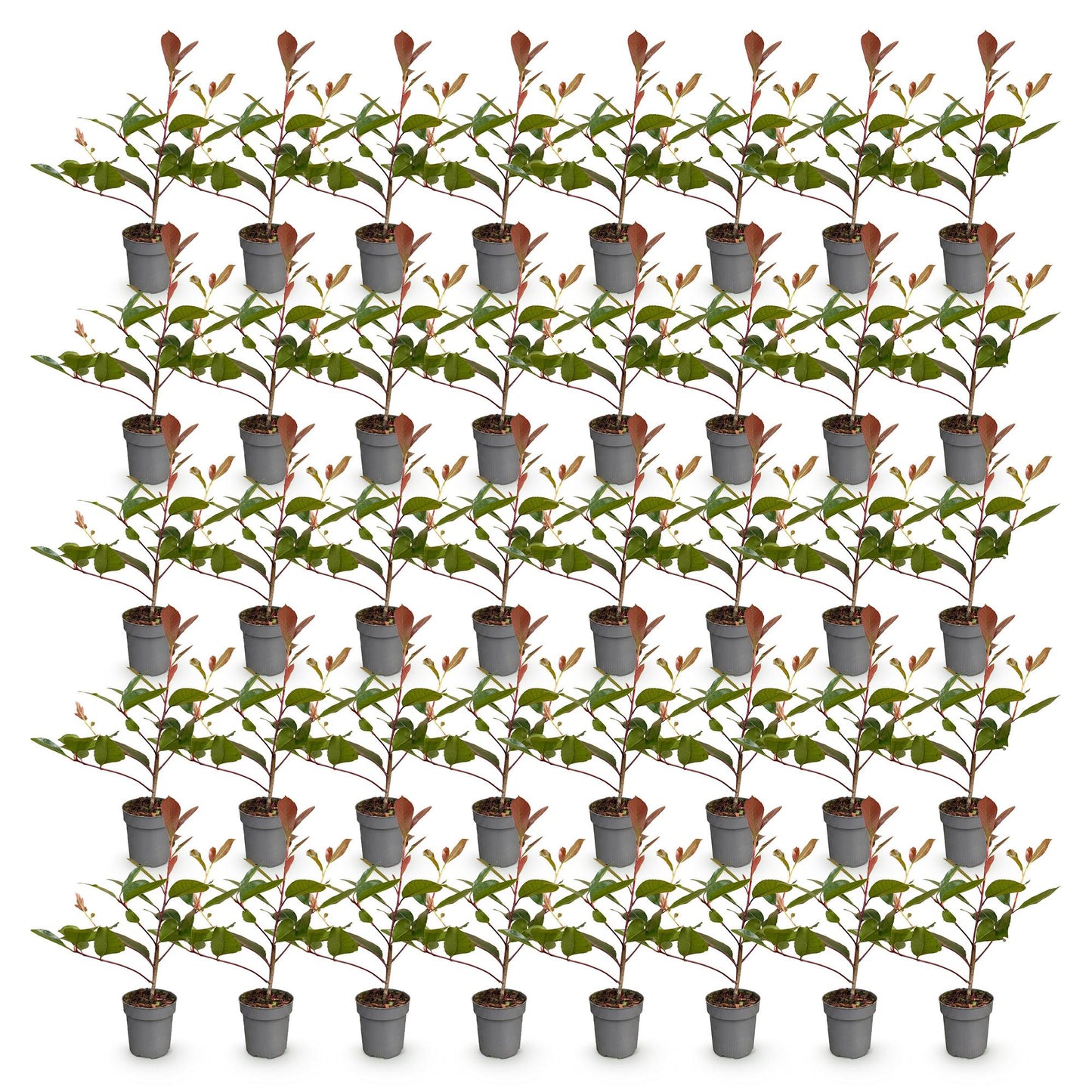 Green boutiQ - 40x Photinia fraseri Red Robin - Glossy Mispel - Hedge Plants - Evergreen - Red - Pot 9cm - Height 25-35cm
