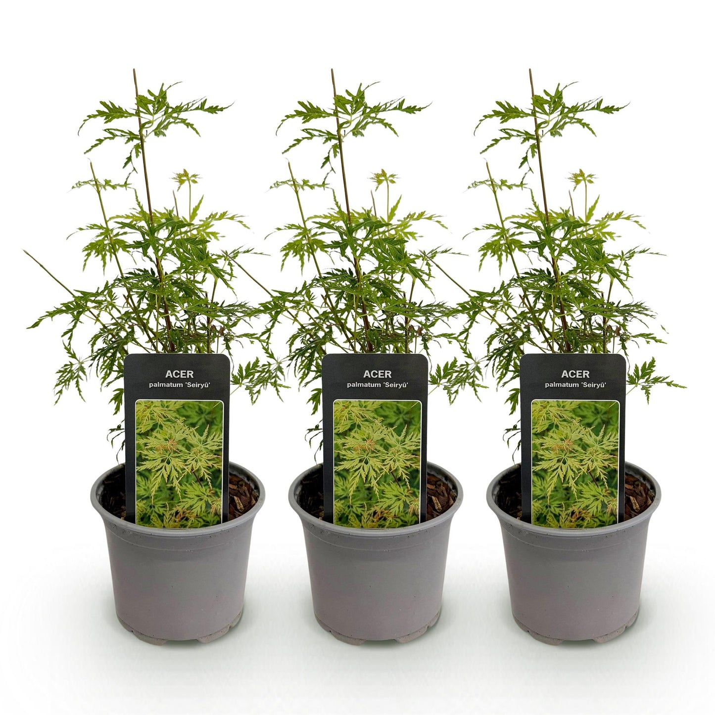 Tuinplant - Acer palmatum Seiryu - Groen 3 Planten - Bladverliezend - Weinig Onderhoud  - Pot 12cm Hoogte 35cm