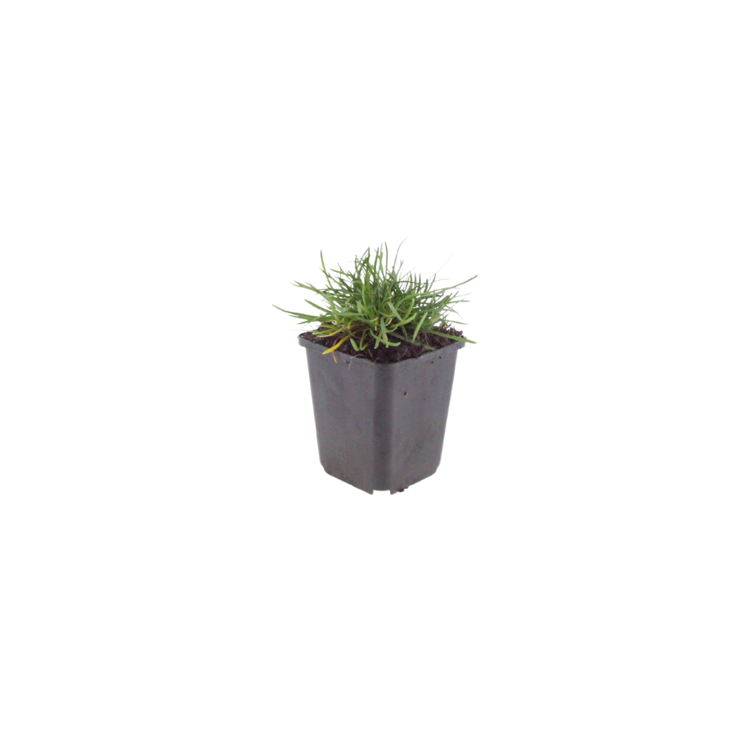24x Armeria m. 'Splendens' - ↕10-25cm - Ø9cm