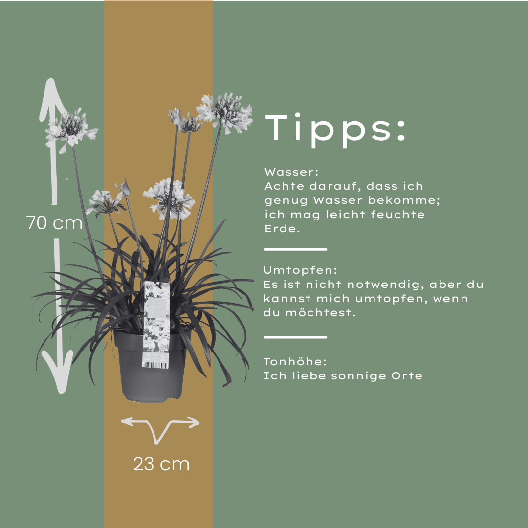 Agapanthus 'Everwhite' 23cm